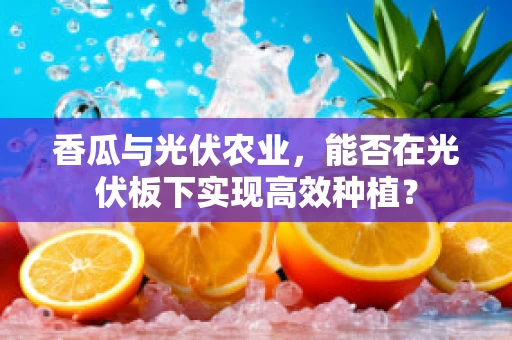 香瓜与光伏农业，能否在光伏板下实现高效种植？